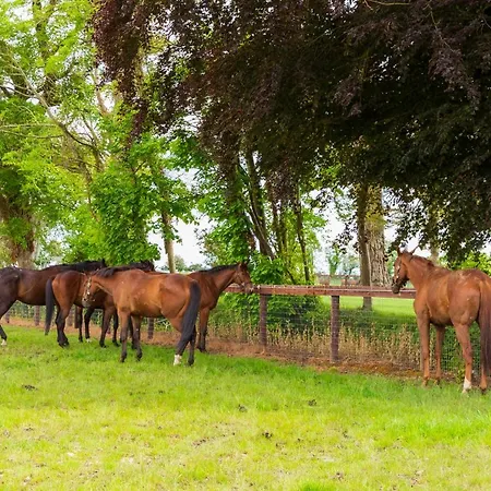 Grand Roi Navan